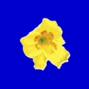 SeneGence Flower Trademark